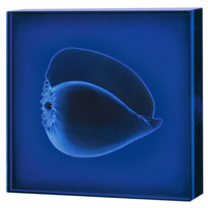 Azzurra III - Lambda print on techno-light box, blue backlight by De Mitri Giulio - Fp Art Online