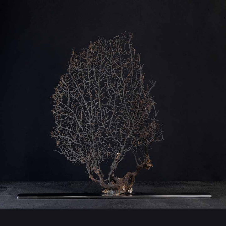 Arabesque - Black Gorgonia on a stainless steel frame by Maritime Objects - Fp Art Online