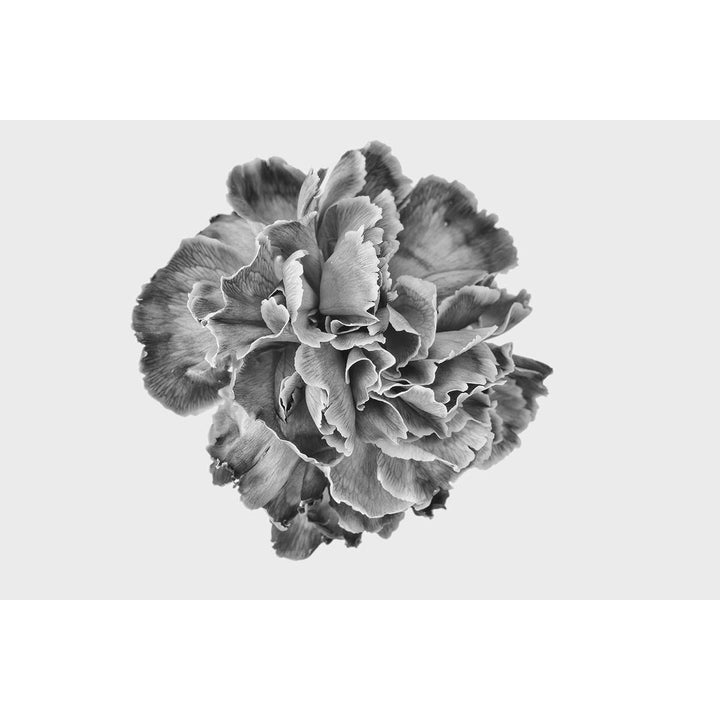 Carnation #1 -  Fine art print on 100% cotton paper by Pollini Gianluca - Fp Art Online