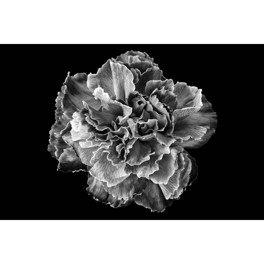 Carnation #2 -  Fine art print on 100% cotton paper by Pollini Gianluca - Fp Art Online