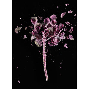 CrioFlowers, Cavoloviola - FineArt Hahnemuhle Photo Rug 315gsm paper by Bozzano Daniele - Fp Art Online