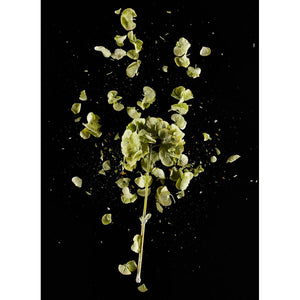 CrioFlowers, Ortensiaverde - FineArt Hahnemuhle Photo Rug 315gsm paper by Bozzano Daniele - Fp Art Online