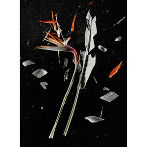 CrioFlowers, Strelitzia - FineArt Hahnemuhle Photo Rug 315gsm paper by Bozzano Daniele - Fp Art Online