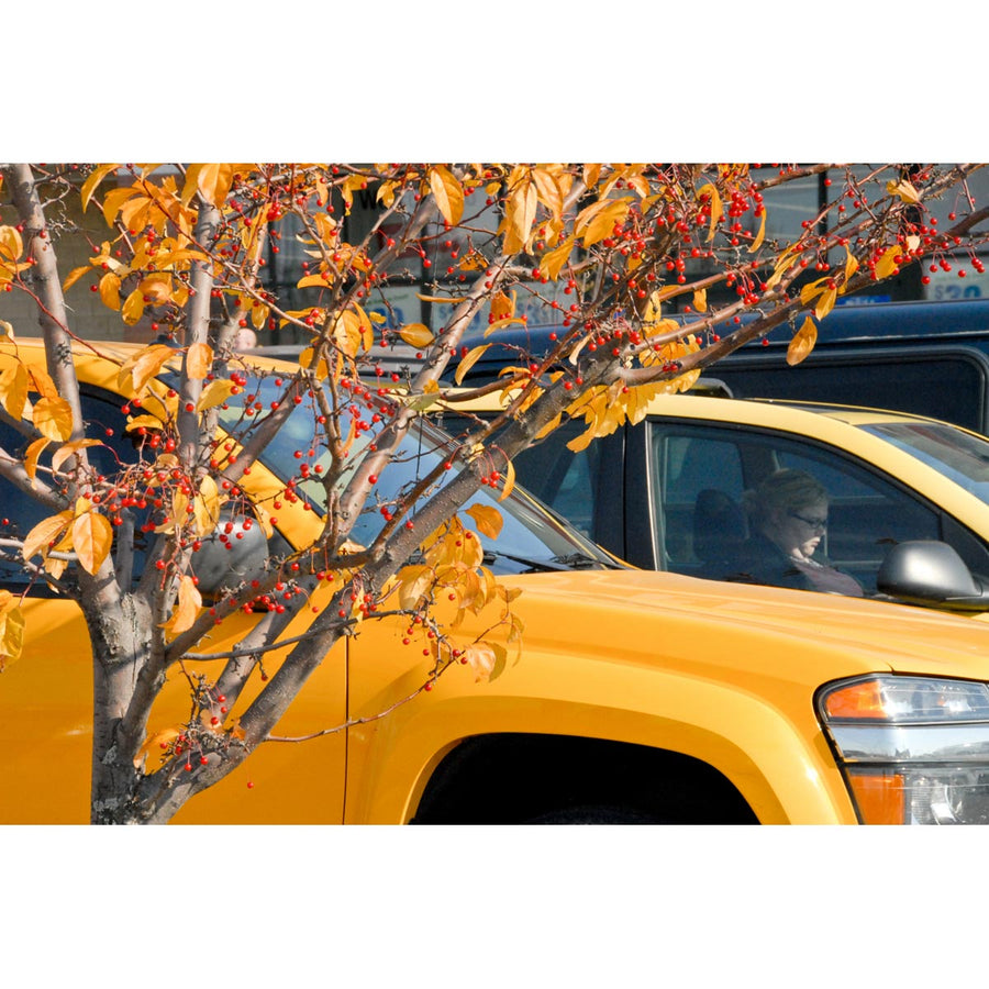Decorative Tree and Cars, Wisconsin USA - Fine art digital print by Church Dennis - Fp Art Online