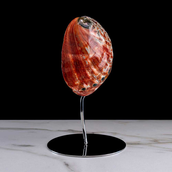 Feu De La Mer - "Haliotis Rufescens" shell on a stainless steel frame by Maritime Objects - Fp Art Online