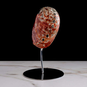 Feu De La Mer - "Haliotis Rufescens" shell on a stainless steel frame by Maritime Objects - Fp Art Online