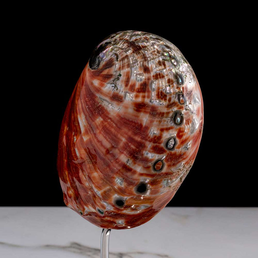 Feu De La Mer - "Haliotis Rufescens" shell on a stainless steel frame by Maritime Objects - Fp Art Online