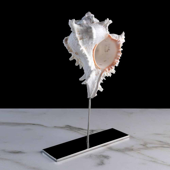 Fleur De Sel Large - Chicoreus Ramos shell on a stainless steel frame by Maritime Objects - Fp Art Online