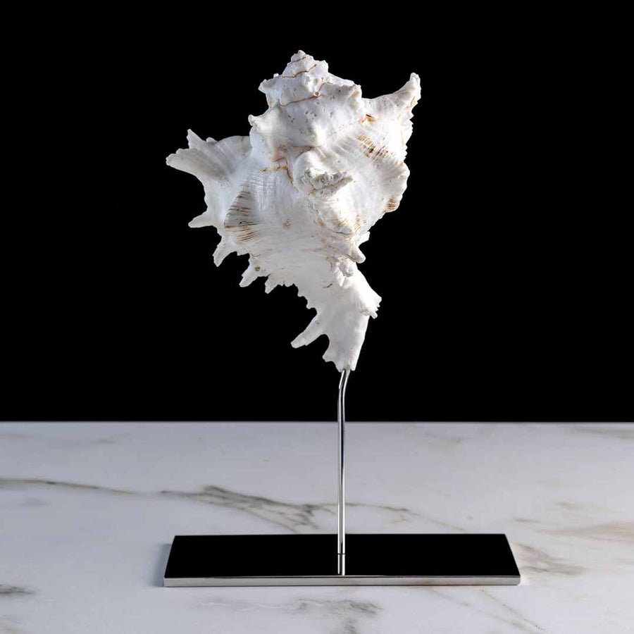 Fleur De Sel Large - Chicoreus Ramos shell on a stainless steel frame by Maritime Objects - Fp Art Online