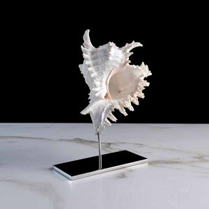 Fleur De Sel Small - Chicoreus Ramos shell on a stainless steel frame by Maritime Objects - Fp Art Online