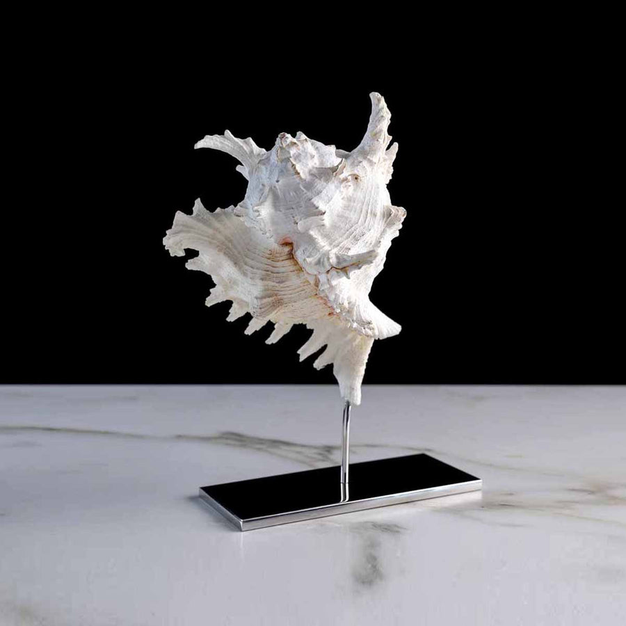 Fleur De Sel Small - Chicoreus Ramos shell on a stainless steel frame by Maritime Objects - Fp Art Online