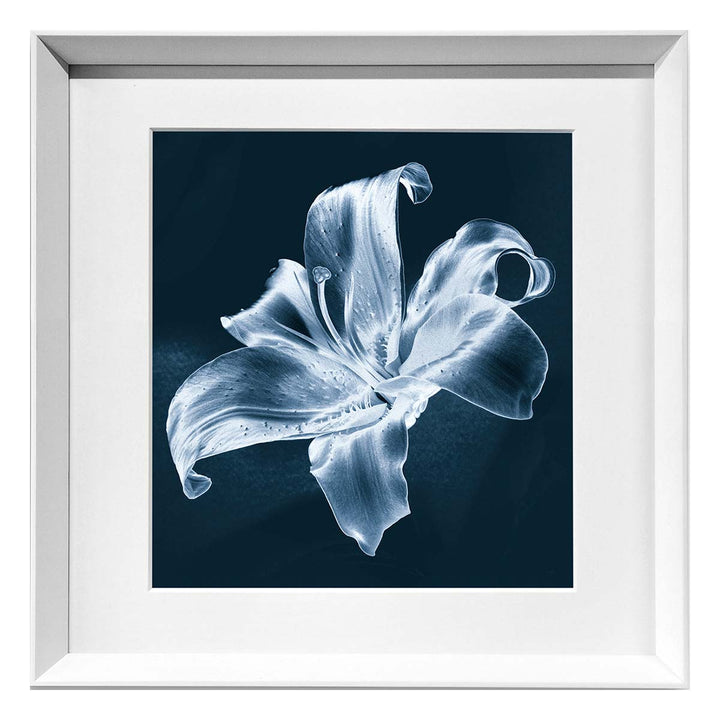 Lily -  Framed fine art print on 100% cotton paper by Pollini Gianluca - Fp Art Online