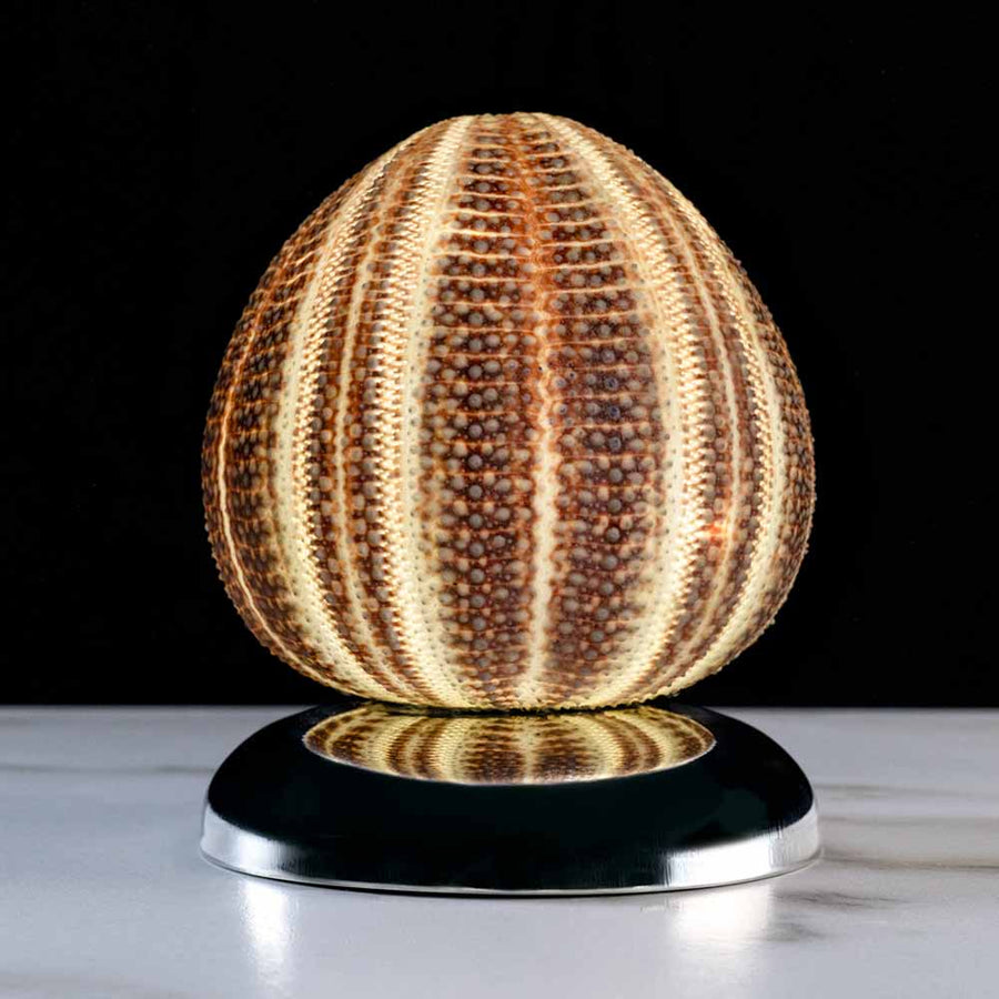 Oursin Brillant - English curly on a stainless steel frame by Maritime Objects - Fp Art Online