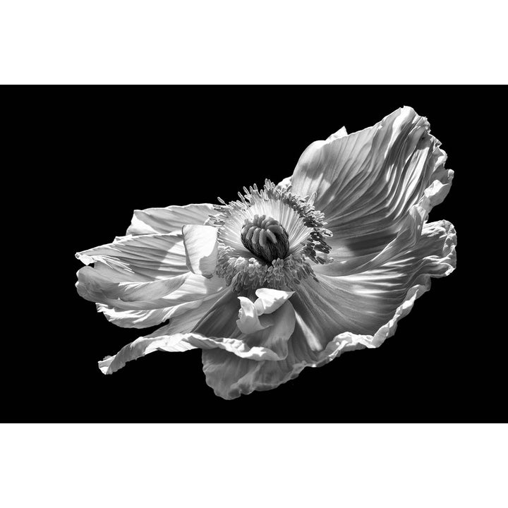 Poppy #1 -  Fine art print on 100% cotton paper by Pollini Gianluca - Fp Art Online