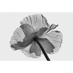 Poppy #2 -  Fine art print on 100% cotton paper by Pollini Gianluca - Fp Art Online