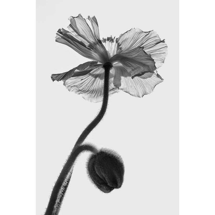 Poppy #3 -  Fine art print on 100% cotton paper by Pollini Gianluca - Fp Art Online