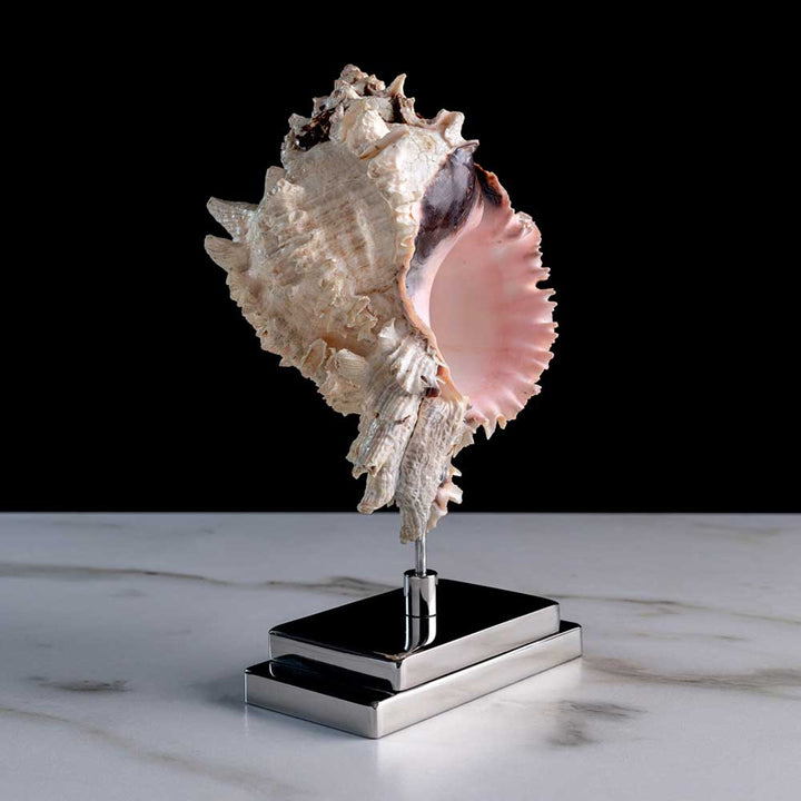 Ressens La Mer - "Murex Rosarium" seashell on a stainless steel base by Maritime Objects - Fp Art Online