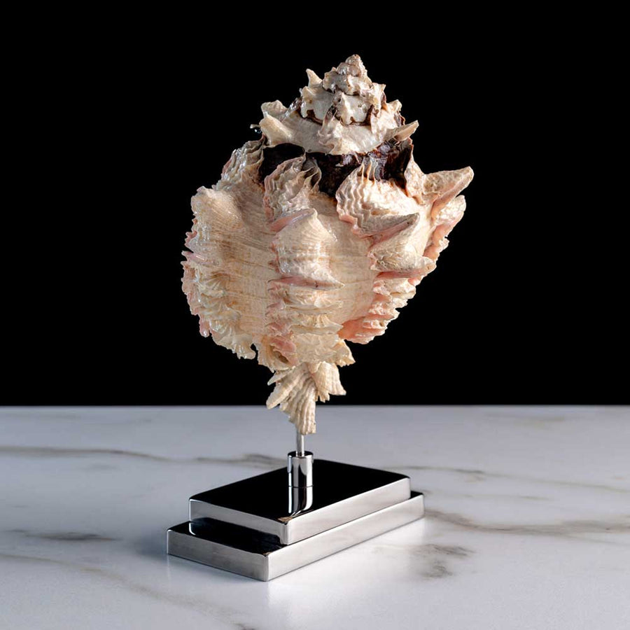 Ressens La Mer - "Murex Rosarium" seashell on a stainless steel base by Maritime Objects - Fp Art Online
