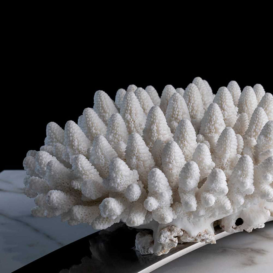 Reef - "White finger" coral on a stainless steel frame by Maritime Objects - Fp Art Online