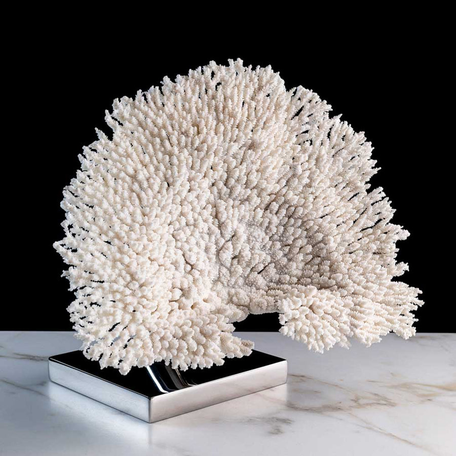 Table Blanche - Acropora Hyacintus" coral on a stainless steel frame by Maritime Objects - Fp Art Online