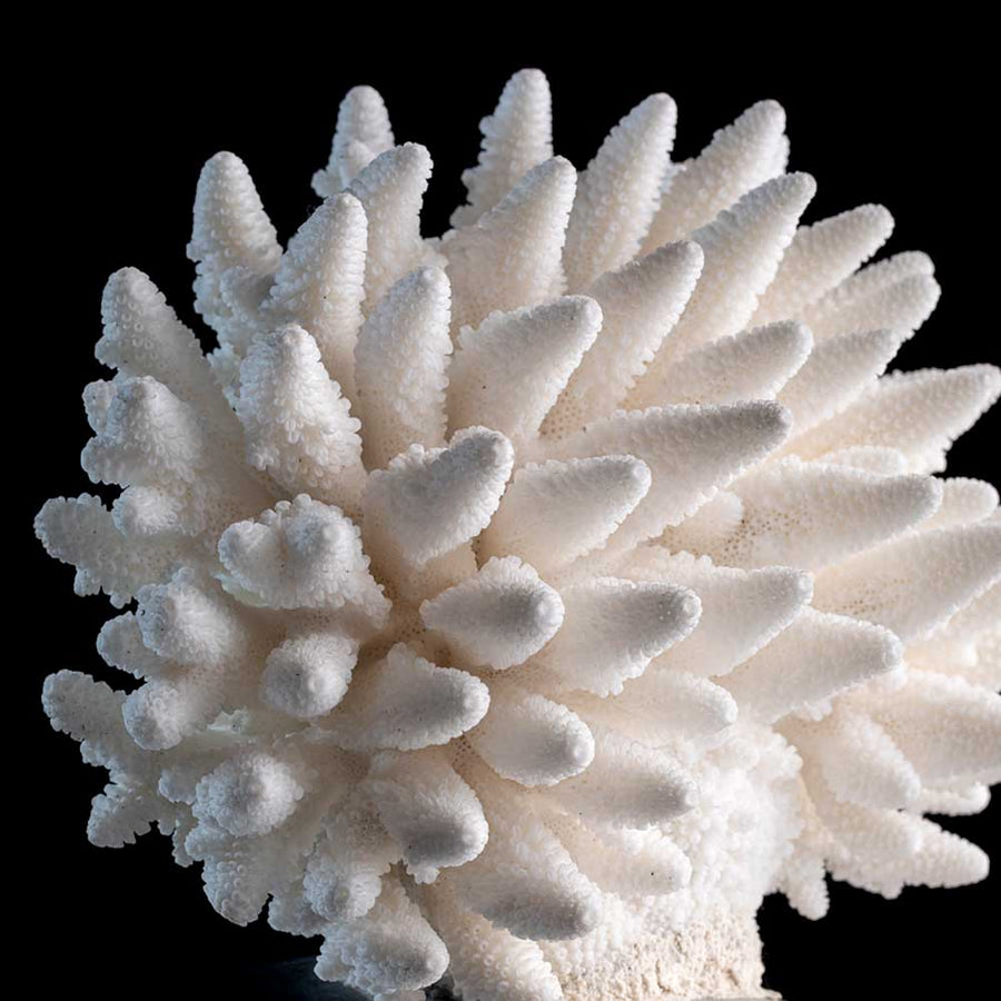 Vague - "White Finger" coral on a stainless steel frame by Maritime Objects - Fp Art Online