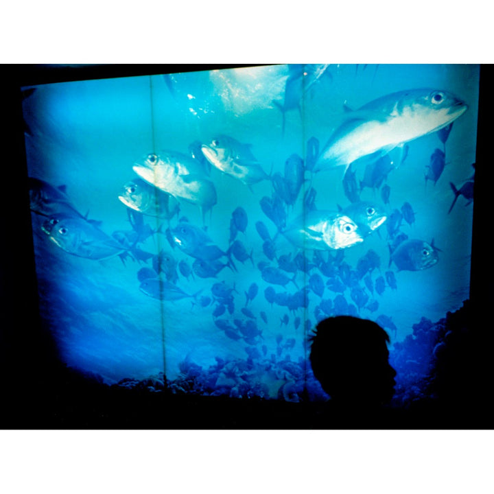 Kaiyukan Aquarium - Analogue photography, fine art digital print by Alzati Fabrizio - Fp Art Online