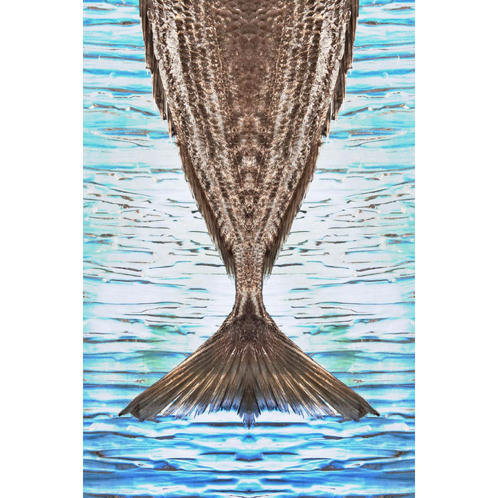 Pesce Coda Riflesso - Digital photo, hires print on fine art paper by Lombrici Fabio - Fp Art Online