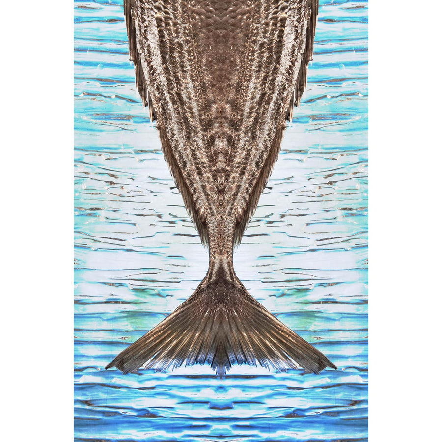 Pesce Coda Riflesso - Digital photo, hires print on fine art paper by Lombrici Fabio - Fp Art Online