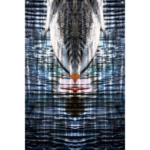 Pesce Riflesso - Digital photo, hires print on fine art paper by Lombrici Fabio - Fp Art Online