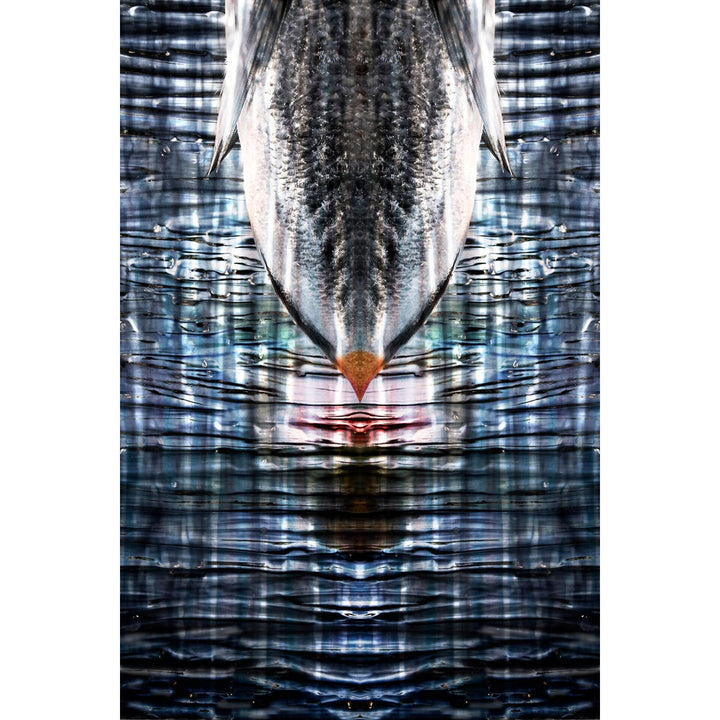 Pesce Riflesso - Digital photo, hires print on fine art paper by Lombrici Fabio - Fp Art Online