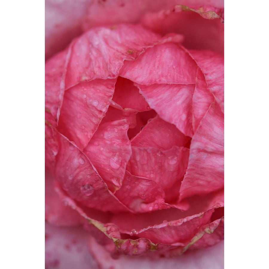 Pink Passion, Italy - Fine art digital print by Pretaroli Annalaura - Fp Art Online