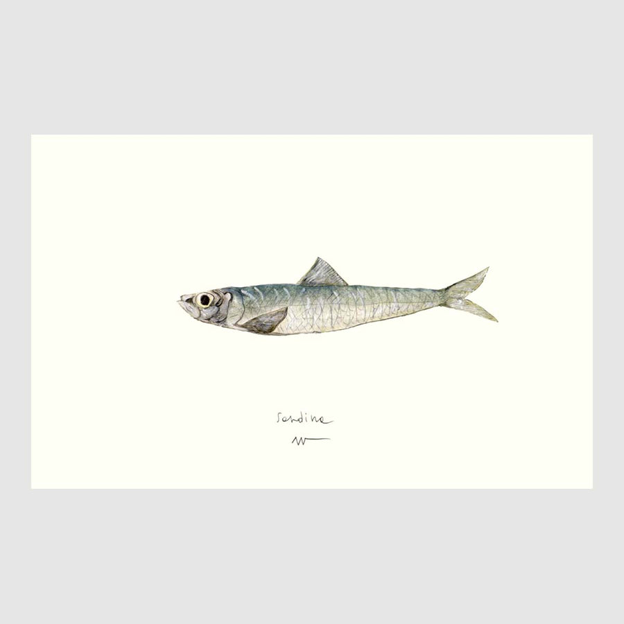 Sardine Placemats with waterproof print pencil drawing by Placemats - Fp Art Online
