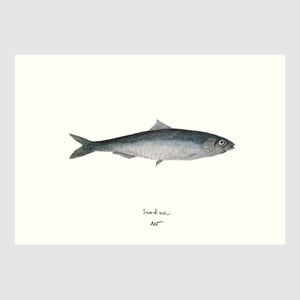 Sardine Placemats with waterproof print pencil drawing by Placemats - Fp Art Online