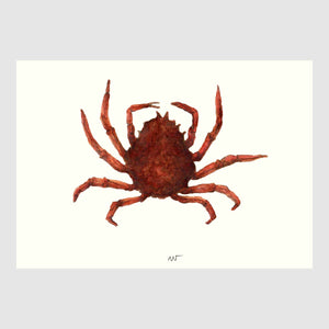 Spider Crab Placemats with waterproof print pencil drawing by Placemats - Fp Art Online